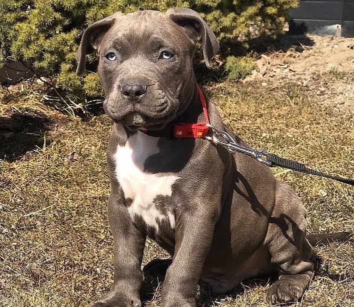 A two-month-old XL American Bully puppy