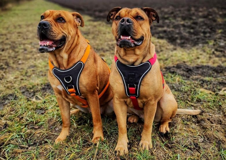 Two Perro Dogo Mallorquin dogs
