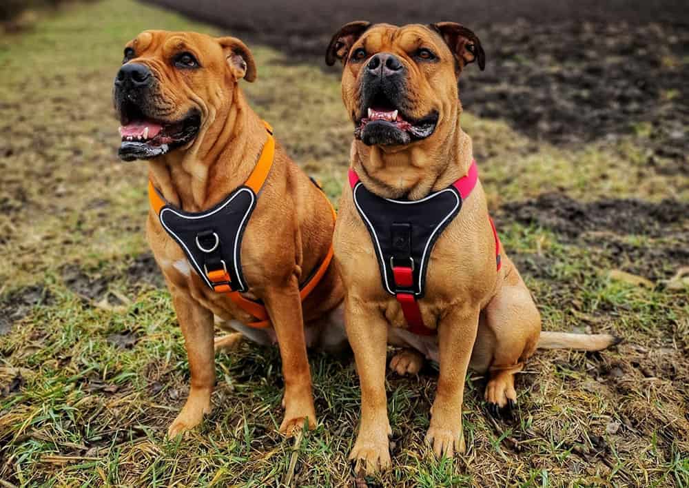 Two Perro Dogo Mallorquin dogs