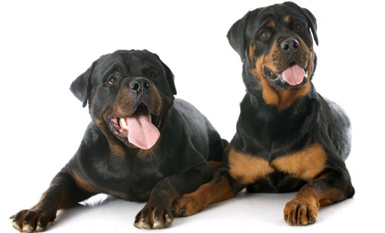 Two purebred Rottweilers dog