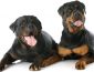Types of Rottweilers: 3 Different Types of Rottie Dogs