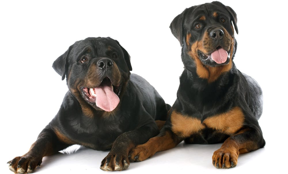 3 Different Types of Rottweiler Dogs - K9 Web