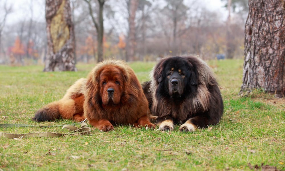 Two Tibetan Mastiff dogs laying on the grass