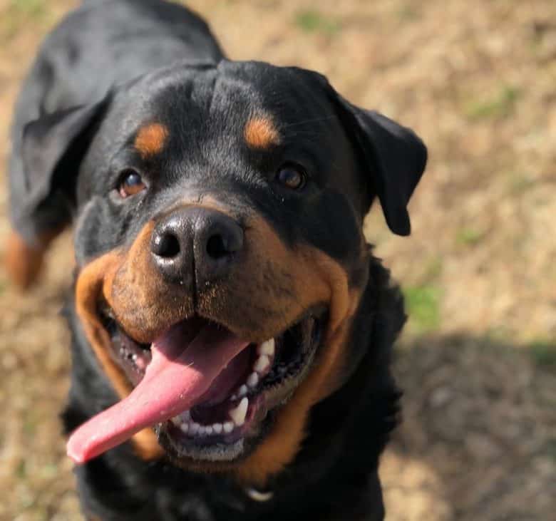 A two-year-old Rottweiler