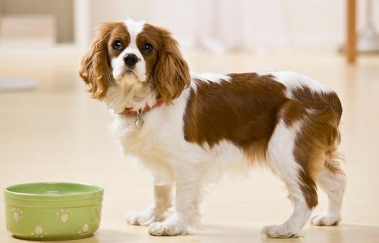 8 Best Dog Foods for Acid Reflux K9 
