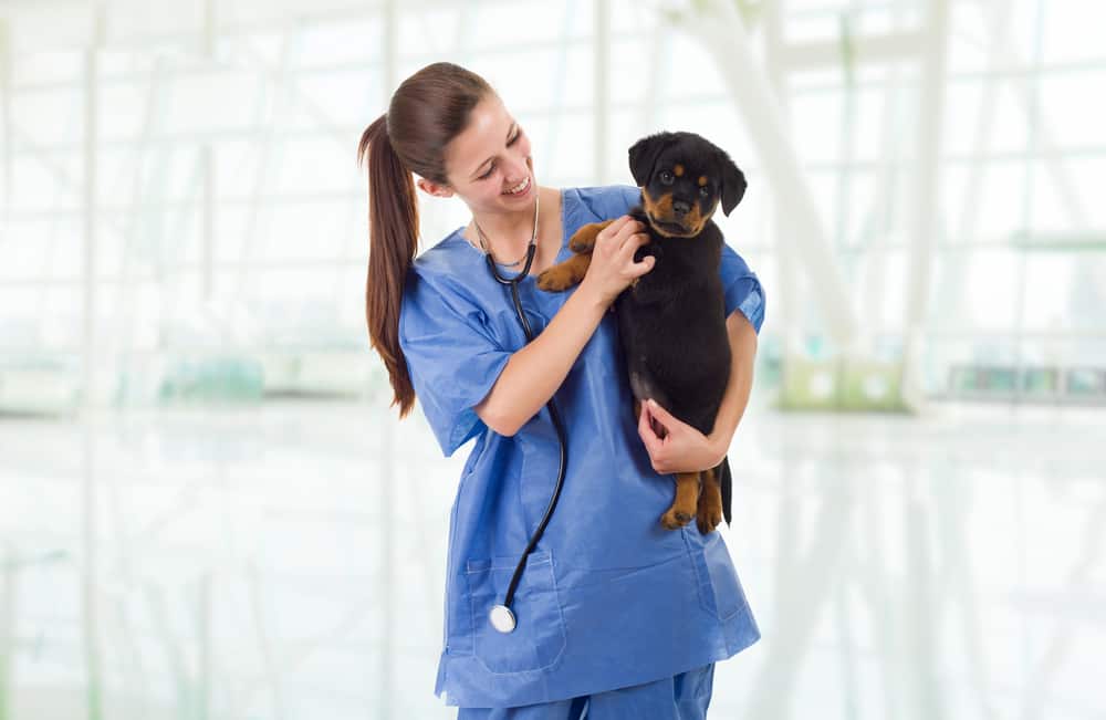 Veterinary doctor with a Rottweiler puppy