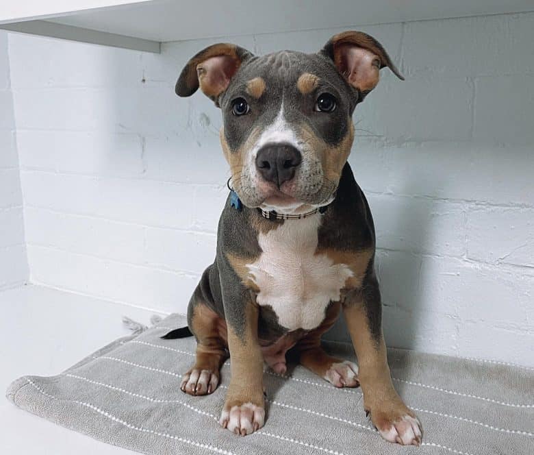 An American Bully puppy sitting on a counter