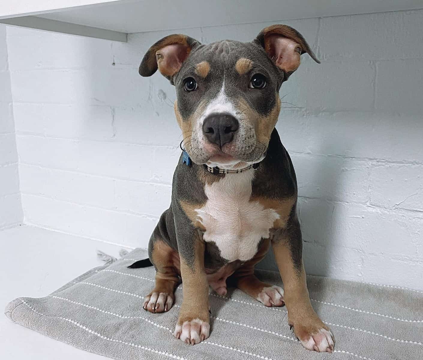 American Bully Growth and Weight Chart (Male & Female) K9 