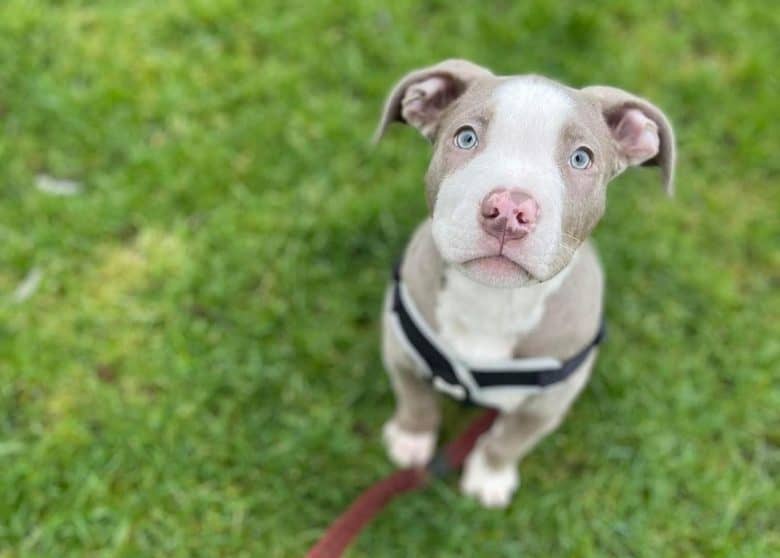 An XL American Bully puppy looking up