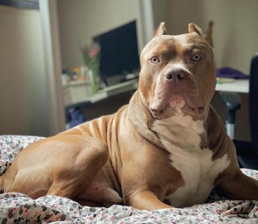 An XL American Bully lying in a bed