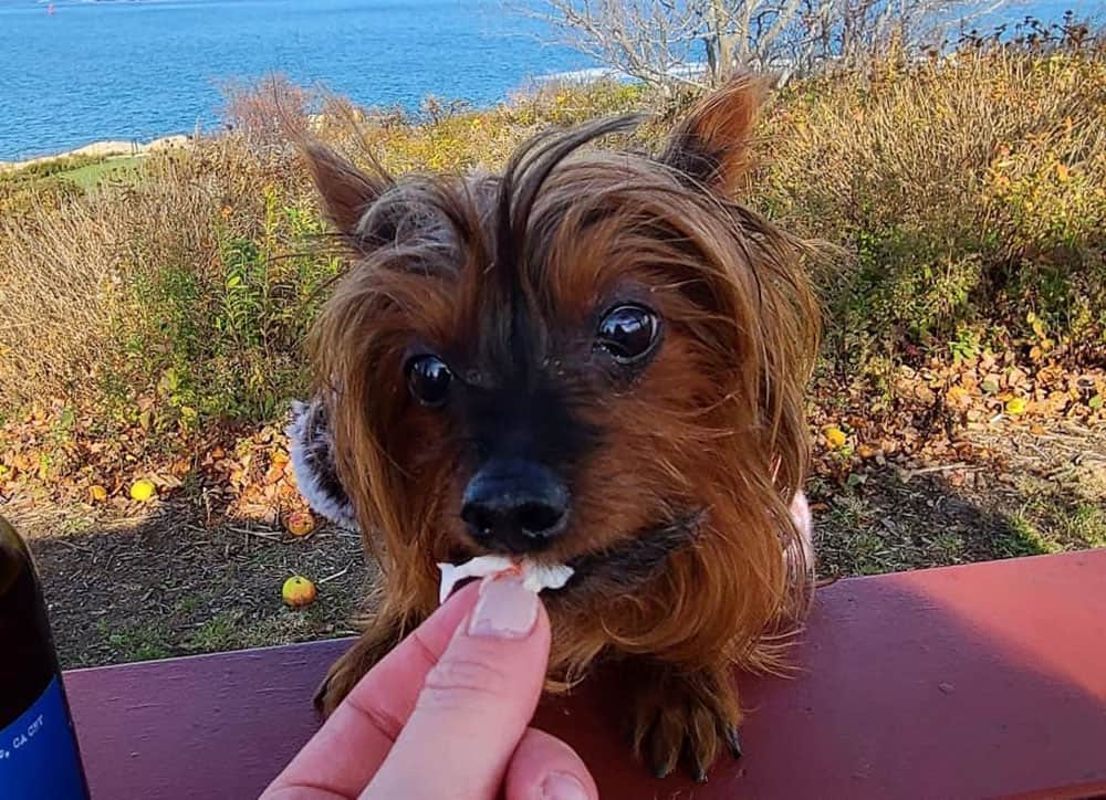 A Yorkie dog loves the lobster treat