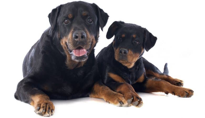 Purebred Rottweilers laying