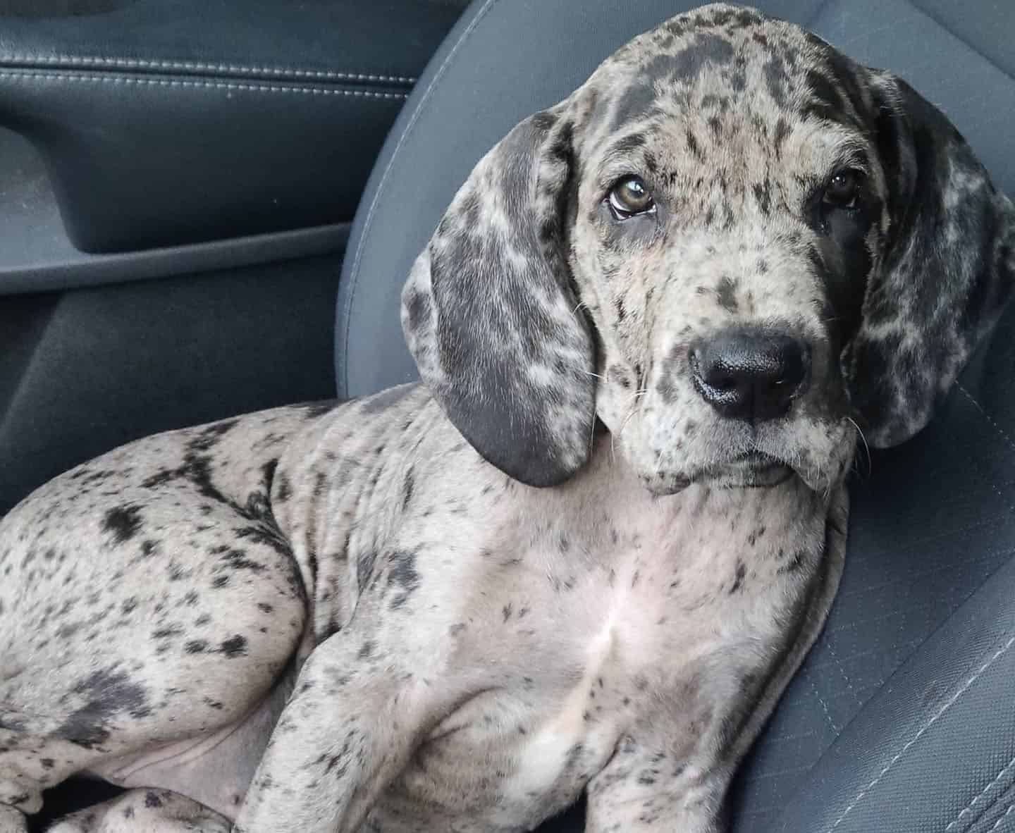 A 2-month-old Great Dane inside the car