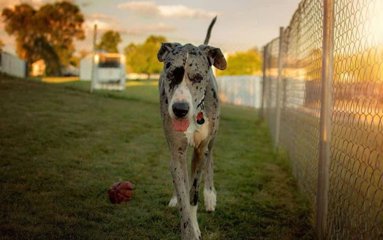 A 2-year-old Great Dane dog walking