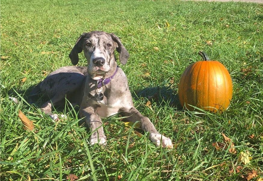 A 4-month-old Great Dane laying with a pumpkin