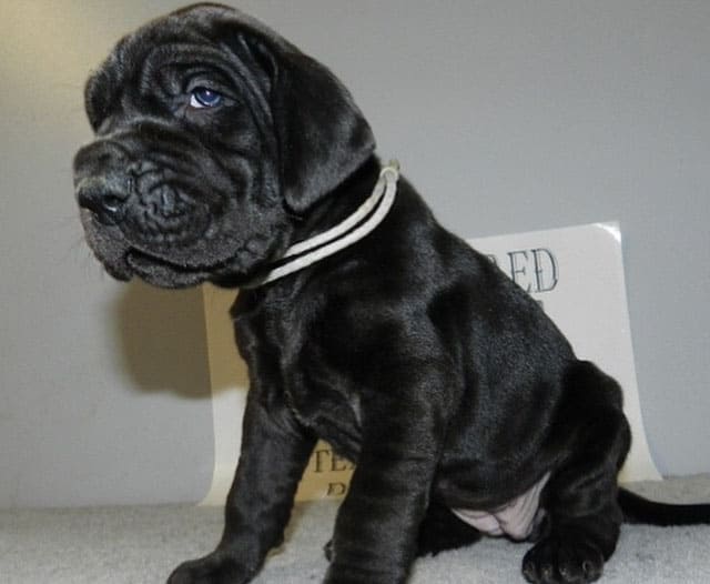 A 4-week-old black female Great Dane puppy