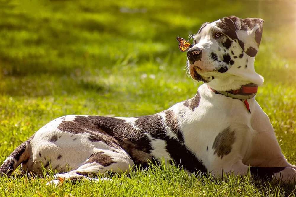 A 6-month-old Great Dane lying on the grass