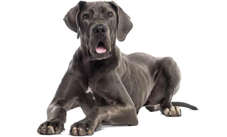 An 8-month-old Great Dane dog