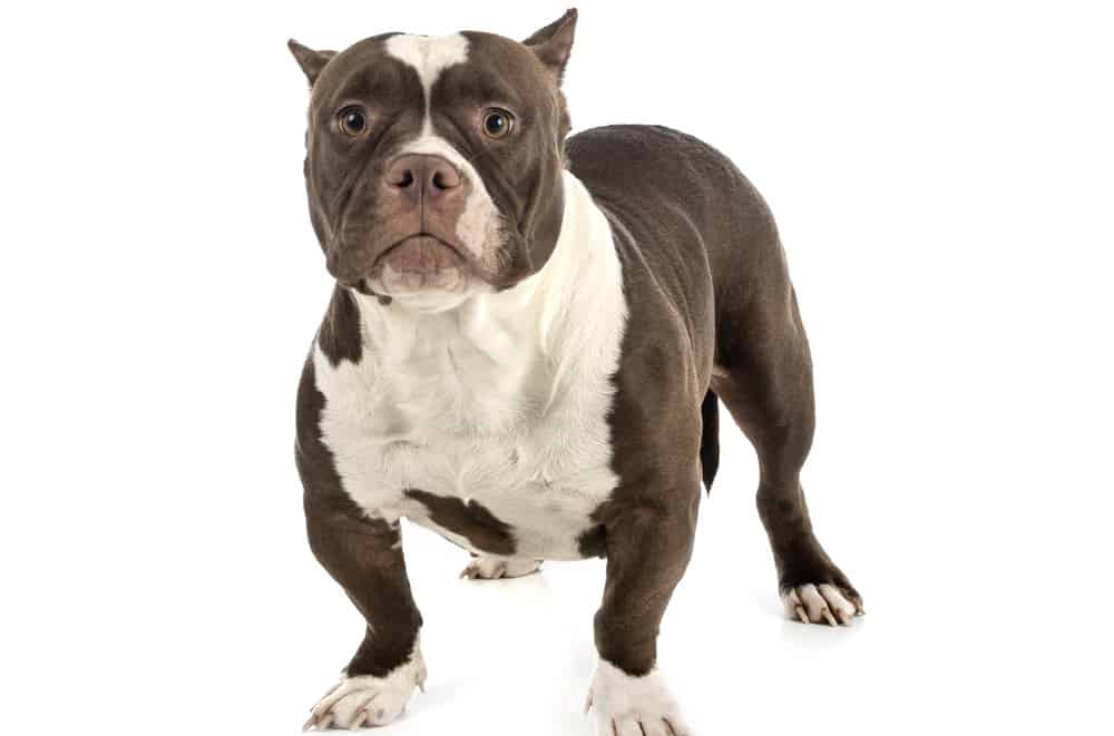 Adult American Bully price