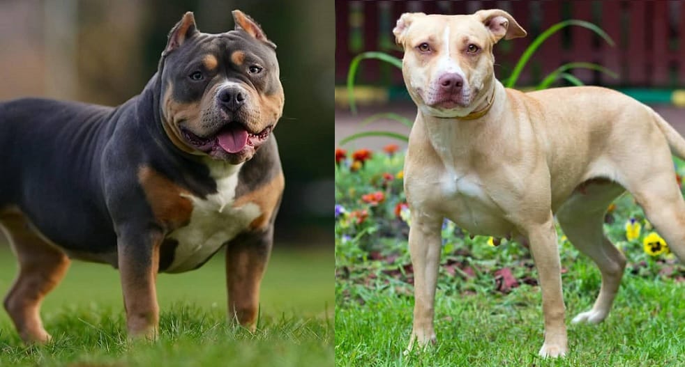 American Bully vs Pit Bull Are These Two Breeds the Same? K9 