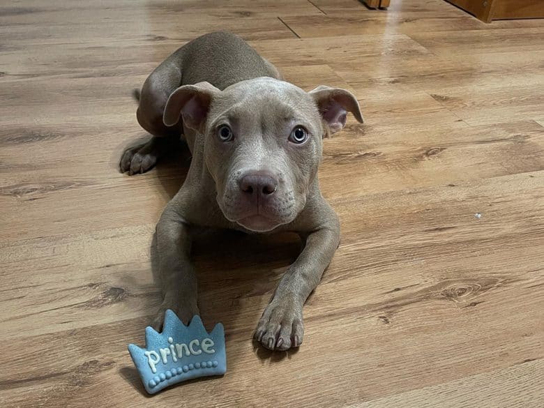 American Bully got a prince theme treat