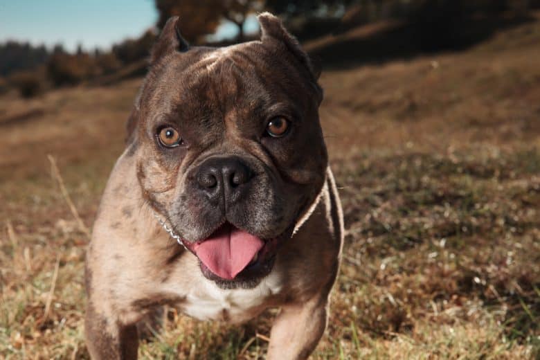 American Bully price