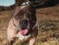 American Bully Price: How Much Should You Pay for an American Bully Dog?