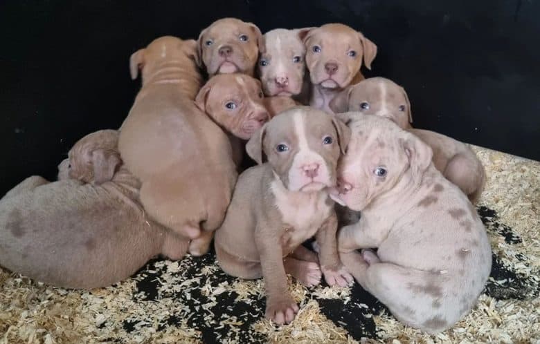American Bully puppies