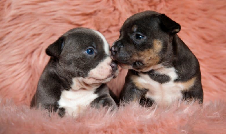 American Bully puppy cost