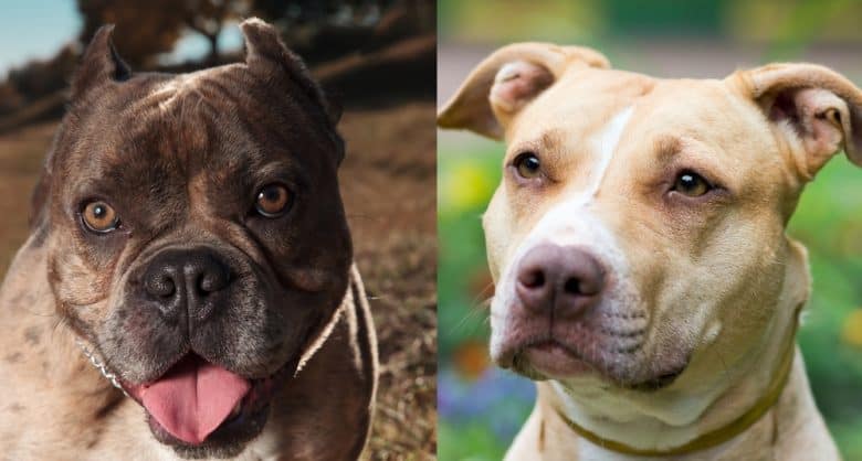The American Bully and the American Pit Bull Terrier breeds