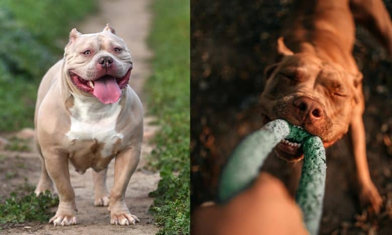 The American Bully and American Pit Bull Terrier exemplifying strength