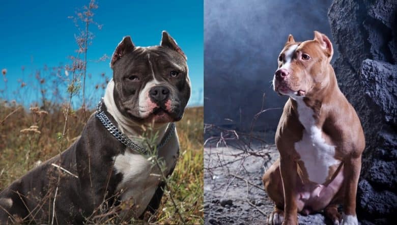 An American Bully and an American Pit Bull Terrier