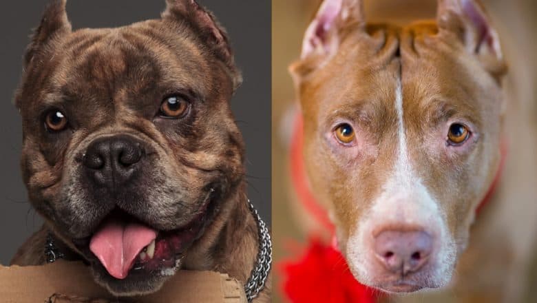 Head shots of the American Bully and American Pit Bull Terrier