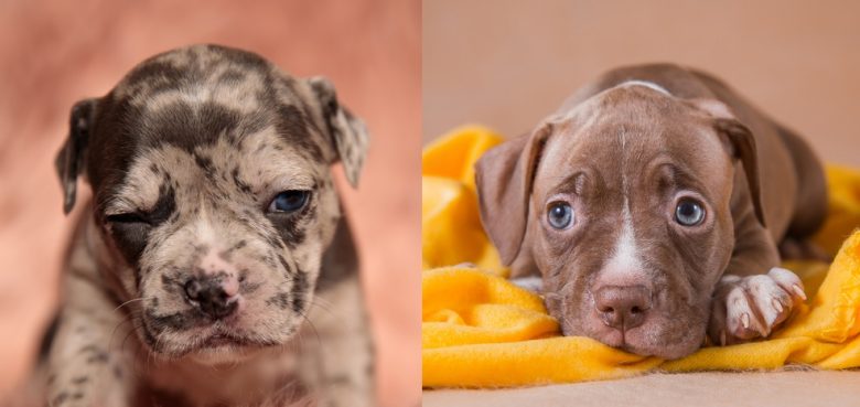 American Bully and American Pit Bull Terrier puppies