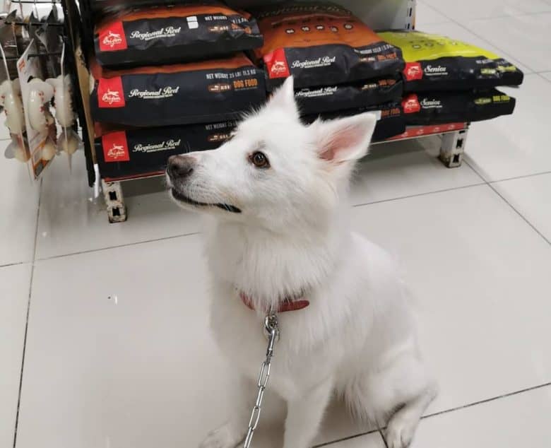 An American Eskimo Dog shopping for Orijen dog food