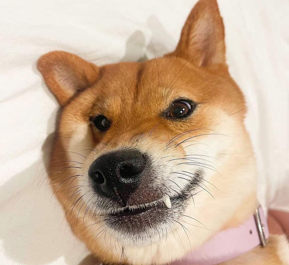 An angry face of Shiba Inu dog
