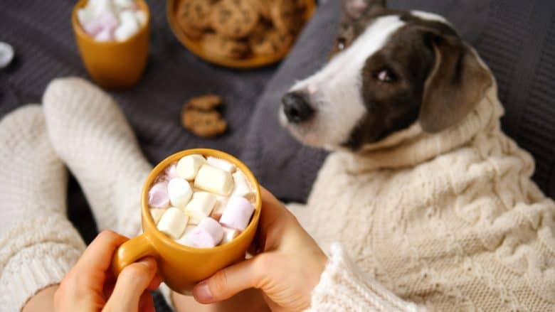 A dog looking at a mug of hot chocolate with marshmallows