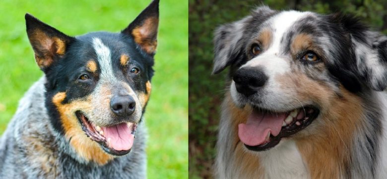 An Australian Cattle dog vs Australian Shepherd temperament