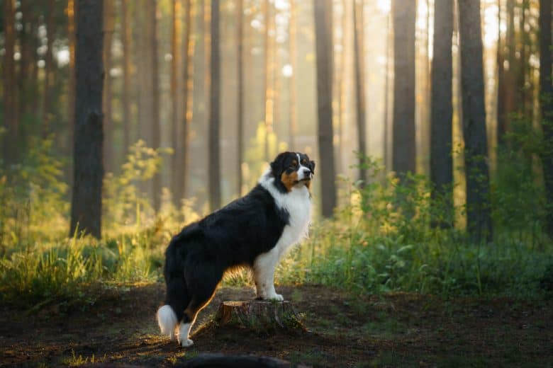 An Australian Shepherd in the forest