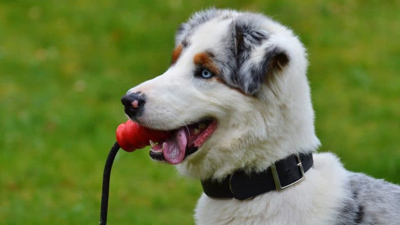 An Australian Shepherd with a rope