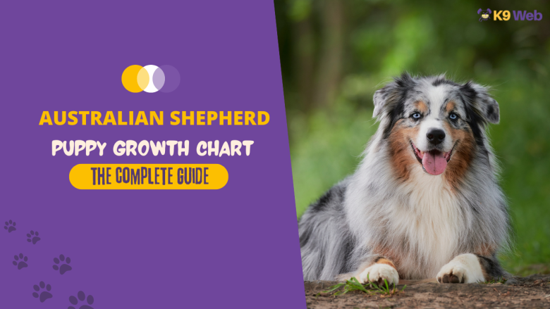 Australian Shepherd Growth Chart Guide