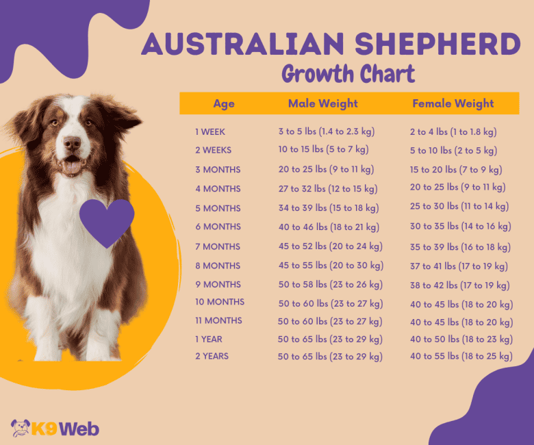 Australian Shepherd Growth Chart Infographic