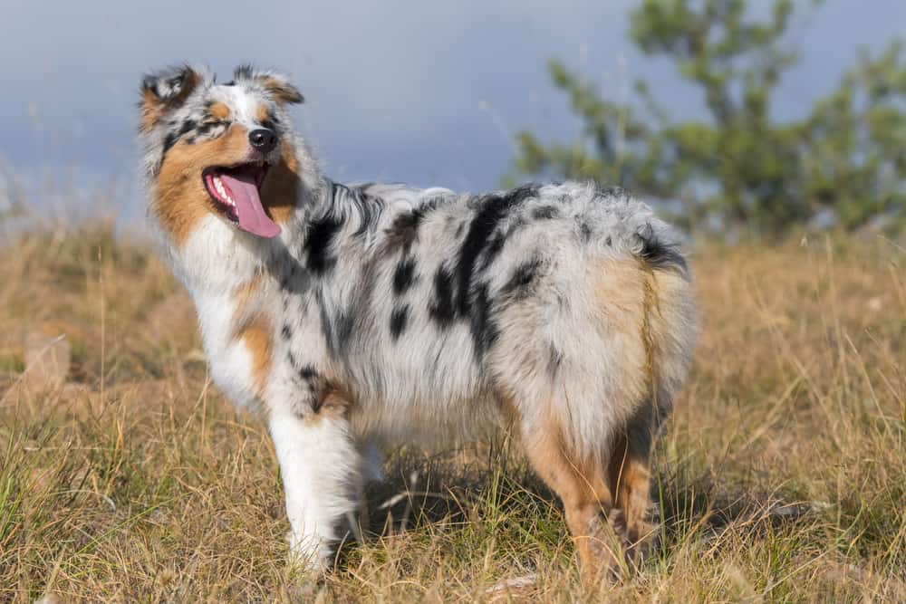 what sizes do australian shepherds come in