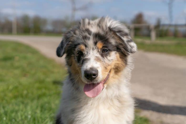 An Australian Shepherd puppy