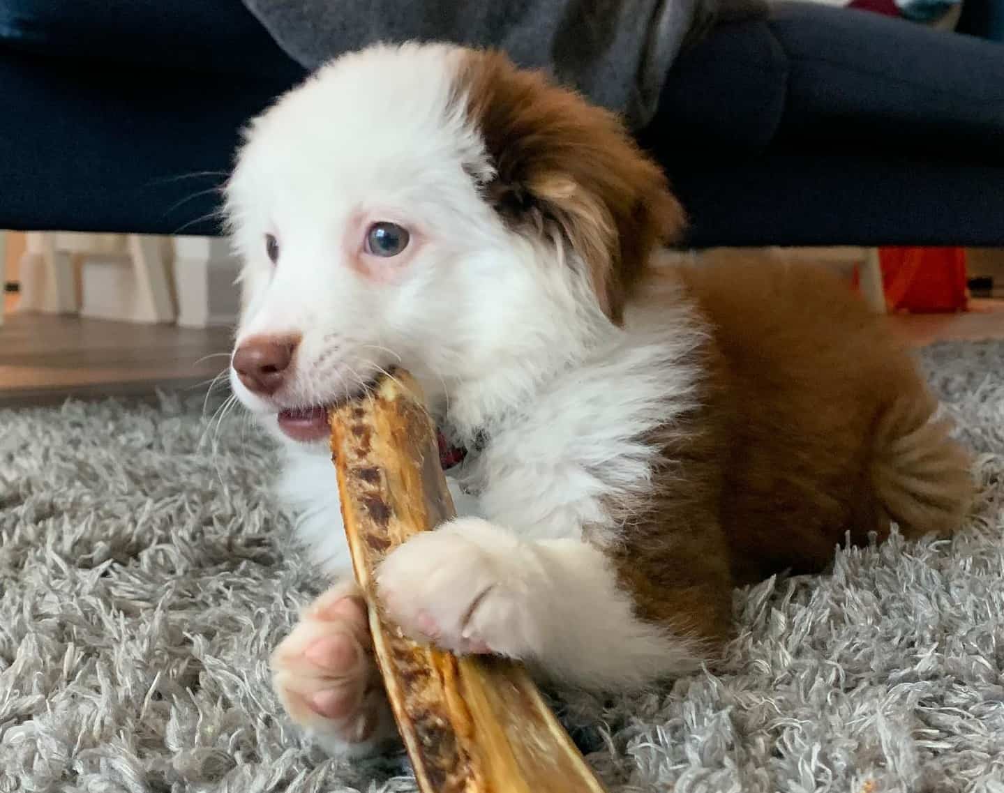 Australian Shepherd Growth and Weight Chart (Standard & Mini) The