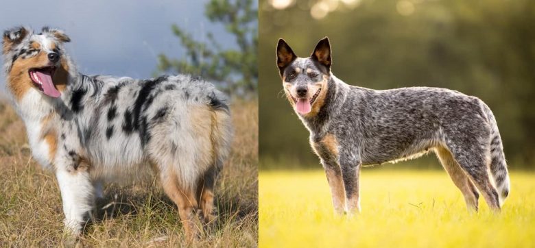 The appearance comparison of Australian Shepherd vs Australian Cattle Dog
