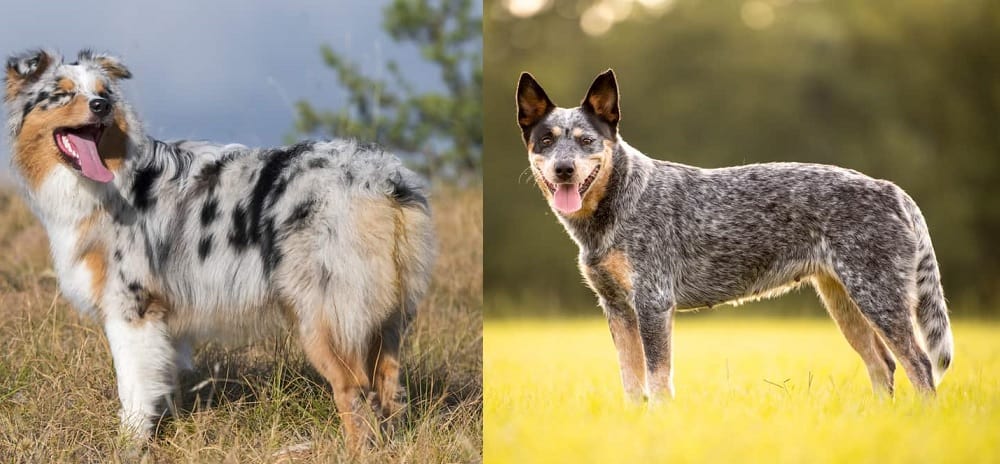 The appearance comparison of Australian Shepherd vs Australian Cattle Dog