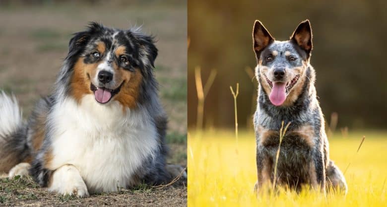 The smiling Australian Shepherd and Australian Cattle dog