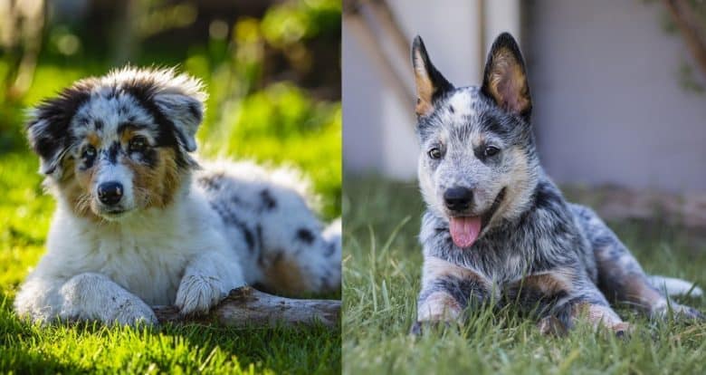 The Australian Shepherd puppy and Australian Cattle dog puppy
