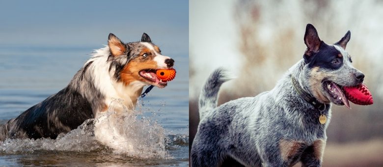 An Australian Shepherd vs Australian Cattle dog doing fetching training